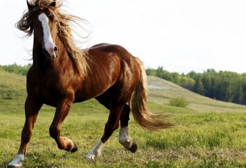 Rasowy koń (foto)