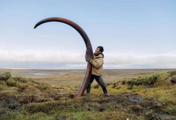 presa de mamute: mineração presas de mamute, produtos de marfim de mamute