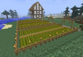 Como plantar trigo "Maynkraft" e que ele precisa