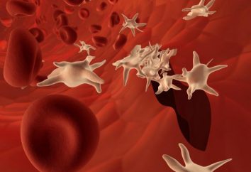 Was ist die Dauer der Thrombozyten Leben? Thrombozytenlebenszyklus