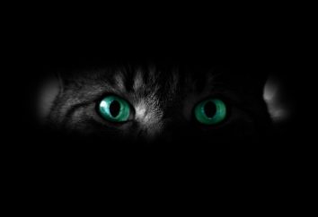 Qual é a visão de um gato – cores ou a preto e branco? O mundo através dos olhos de um gato