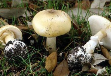 Quanto è pericoloso fungo fungo bianco?