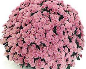 Estrella Otoño – Crisantemo multiflora: el cuidado y el cultivo del jardín y la casa