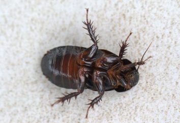 Uccidi scarafaggi in un sogno – perché un simile sogno?