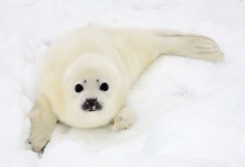 La foca della Groenlandia: foto e curiosità