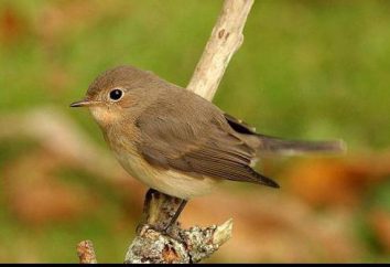 Pájaro de pecho rojo papamoscas: hechos descripción, distribución, alimentos e interesantes