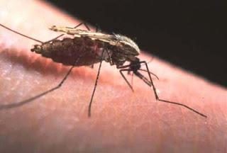 Malaria. Symptome einer Infektion