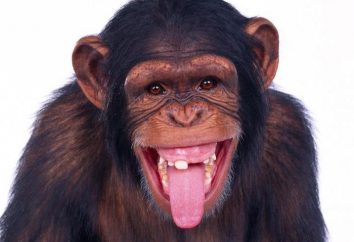 « Travail de singe »: l'origine, la signification et synonyme
