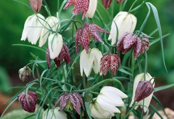 Perlmutterfalter – eine Blume im Garten