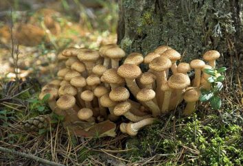 Cogumelos: os benefícios e malefícios. valor nutricional, cogumelos calóricas. receitas interessantes