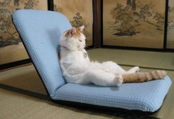 Lounger per i gatti: zona relax per il vostro animale domestico