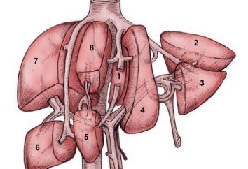 Segmentos de hígado. Estructura y función del hígado