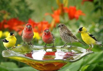 Qual é o significado dos pássaros na natureza e da vida humana? animais em extinção