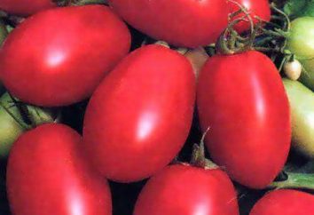 Pomidor „rodak”: zdjęcia i opis odmiany