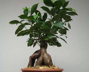 Wie die Ficus in der Heimat umtopfen