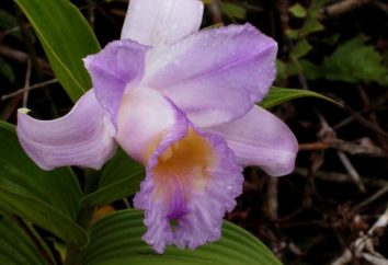 orchidée sauvage – l'incarnation de l'âme d'une belle fille Qui-mai