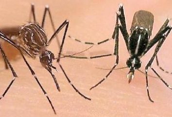 Te różne rodzaje komarów