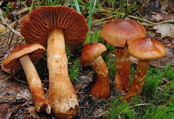 Cortinarius piękny – śmiertelną grzyb. Opis i zdjęcia