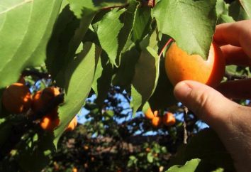 Aprikosenbaum: Sorten, Anbau, Pflege