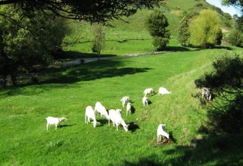 Rasa mleko kozie: opis, zdjęcia. kozy hodowlane