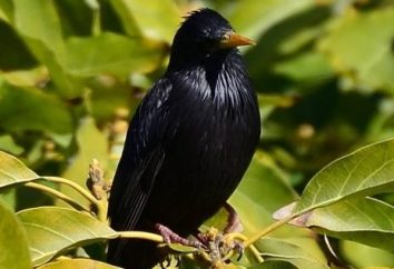 Starling – um pássaro cantando e útil