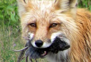 Los come Fox? Lo que come un zorro en el bosque en invierno?