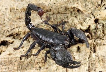 Scorpions – Vertreter der Klasse