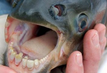 Ryba z ludzkimi zębami. Niezwykły świat ryb – zdjęcie