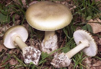 Doubles champignons – la richesse forestière dangereuse