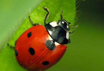 ladybug sept points: description du type et les avantages qu'elle apporte