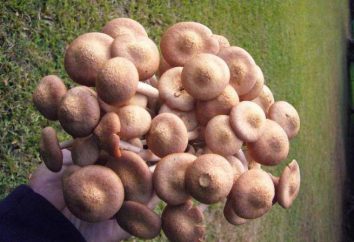 In Essig eingelegte Pilze: die Vorteile und Nachteile