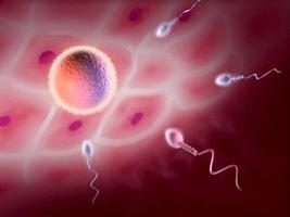 Lorsque l'ovulation se produit chez les femmes? principales caractéristiques