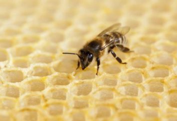 I coltivati saranno ora impollinati da api robotici?