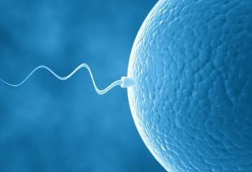 spermogramme: quand il est présenté?