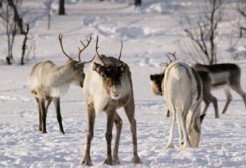 Ren in der Tundra: Artbeschreibung