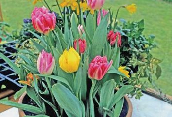 Tulipany: zmuszając w domu i w szklarni