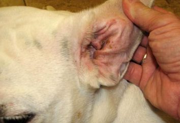 Qual è il trattamento della scabbia nei cani?