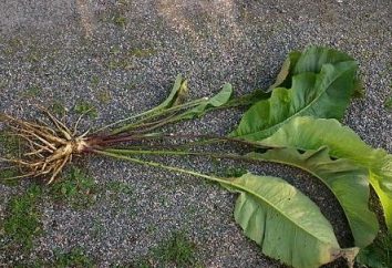 As raízes da elecampane – um remédio para muitas doenças