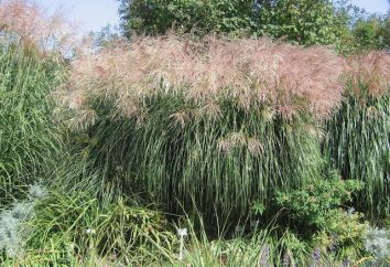 Miscanthus – reed chinês