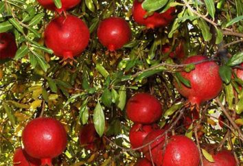 Wie pomegranates wachsen? Wo gibt es Granaten in Russland?