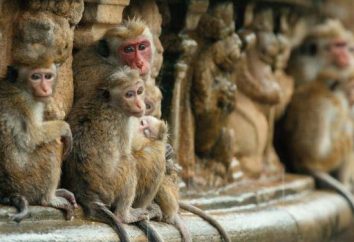 Zmiana hierarchii u małp. The Wonderful World of naczelnych
