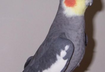 Jak nauczyć papugę Corella powiedzenia wskazówki właściciel