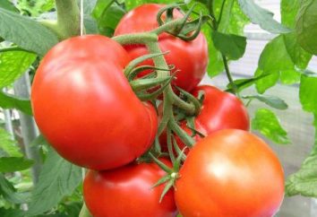 Les tomates dans un terrain ouvert dans la banlieue: plantation et la culture