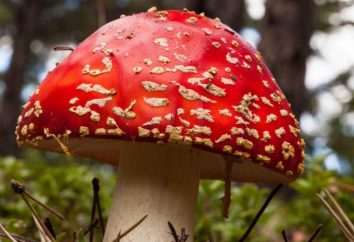 Comment faire la distinction entre les espèces de champignons sont comestibles et non comestibles. Comment faire cuire les champignons