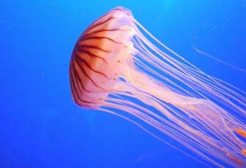 Interpretazione dei sogni: una medusa che può significare?
