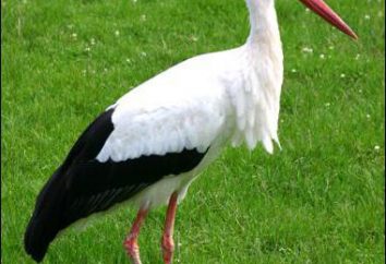 Ein HINWEIS FÜR ELTERN: Geheimnis um einen Storch