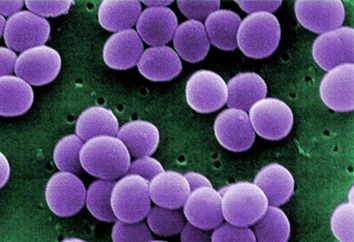 Staphylococcus nel naso e nella gola: trattamento, droghe. Sintomi dell'infezione