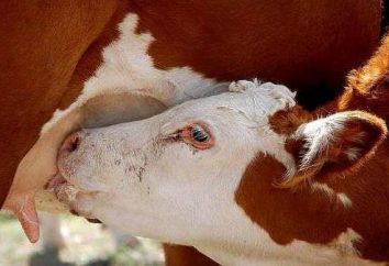 vitelli dispepsia: le cause della malattia, trattamento