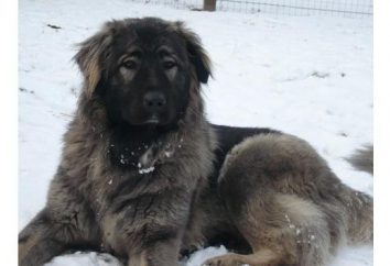 Kaukasische Schäferhund in der Natur, Preise, Fotos und Bewertungen