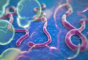 ¿Cuál es el Ébola? Ébola: causas, síntomas, efectos